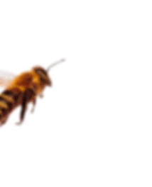 Dekoratívna včela v pozadí sekcie