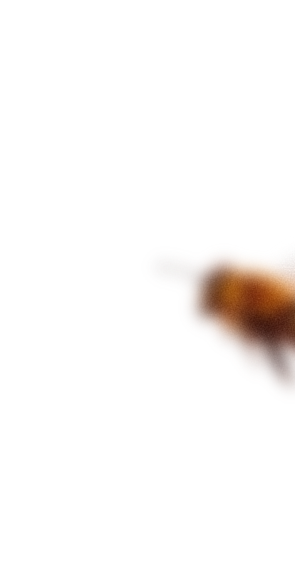 Včela v pozadí footer sekcie