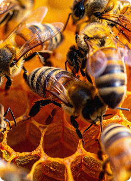 Včela ilustrácia - úvodná sekcia