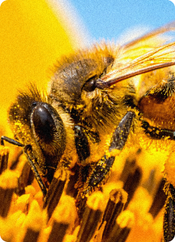 Včela ilustrácia - druhá pozícia