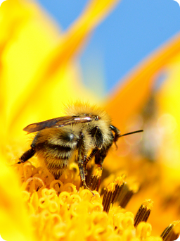 Ikona programu včelárskej výstavy
